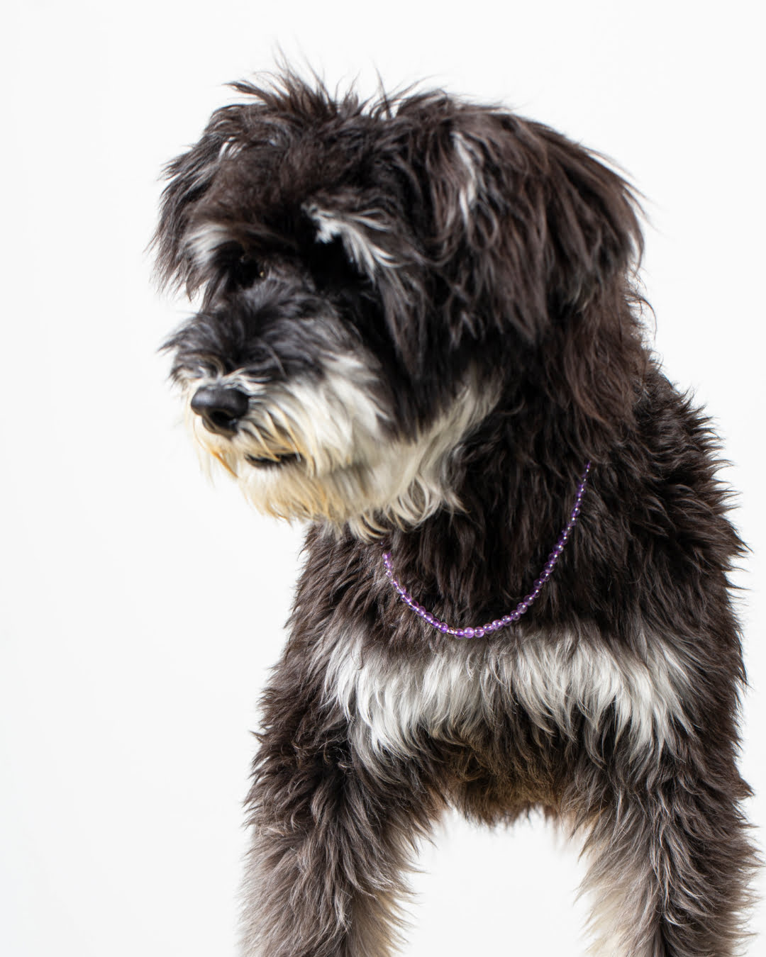 Purple Amethyst Rounded Beaded Pet Collar | Matching Bracelet & Necklace with Furry Friend