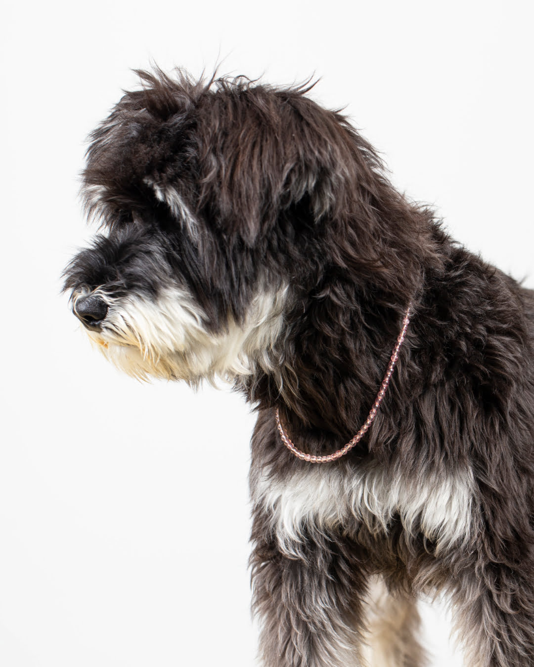 Pink Strawberry Quartz Pet Collar | Matching Bracelet & Necklace with Furry Friend