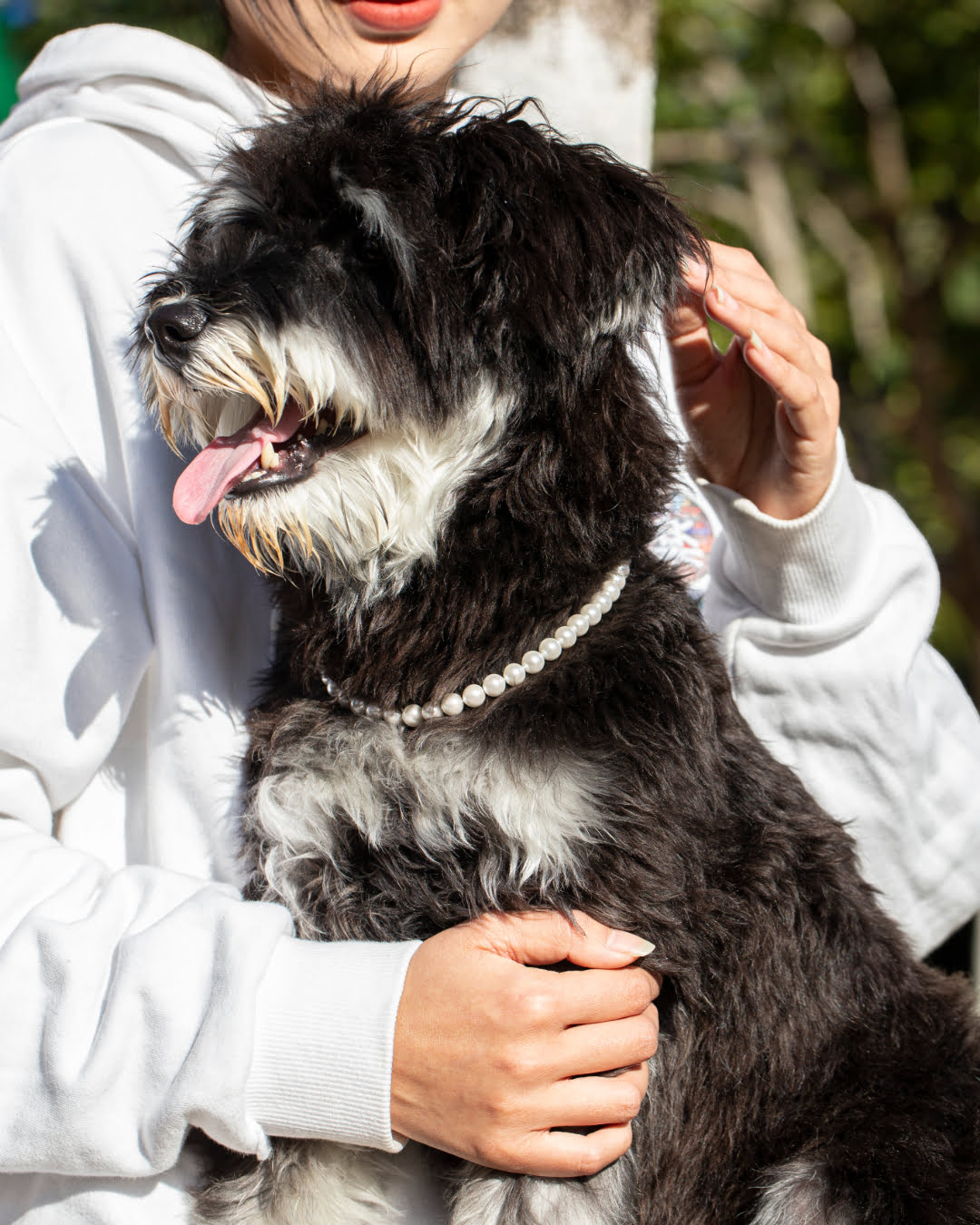 White Pearl Beaded Pet Collar | Matching Bracelet & Necklace with Furry Friend